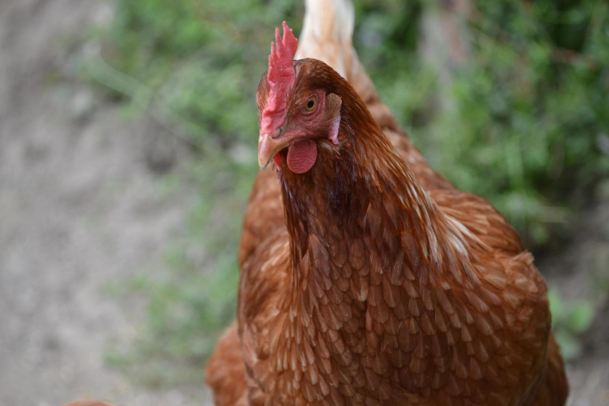 Séjour à la ferme Schetererhof